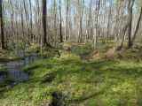 Козье болото, изображение ландшафта.