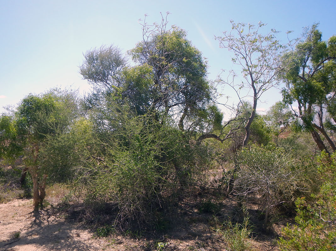 Арборетум «Д'Антсокай», image of landscape/habitat.