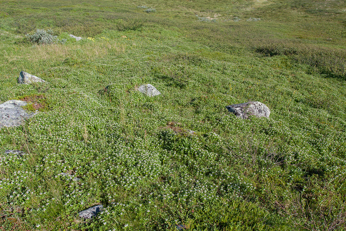 Столбовое озеро, image of landscape/habitat.