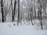 Лесопарк Пышки, image of landscape/habitat.