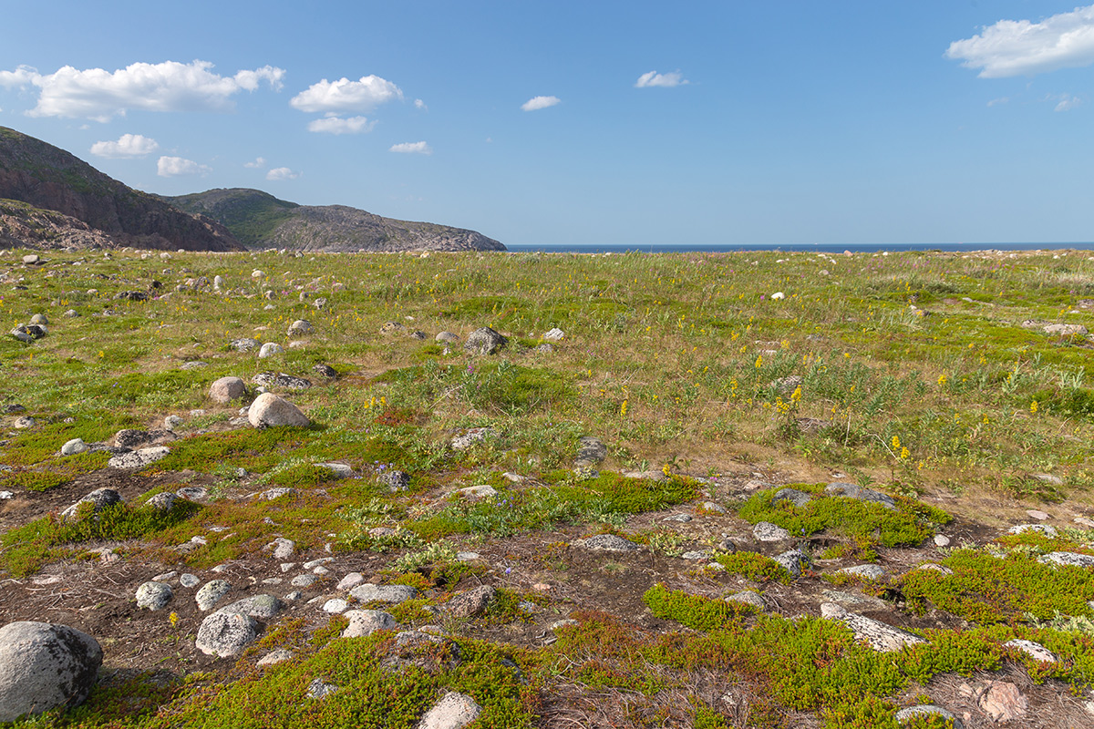 Териберка, image of landscape/habitat.