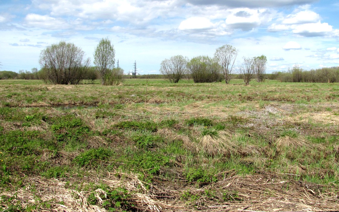 Северные окрестности Архангельска, image of landscape/habitat.