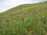 Железный Рог, image of landscape/habitat.