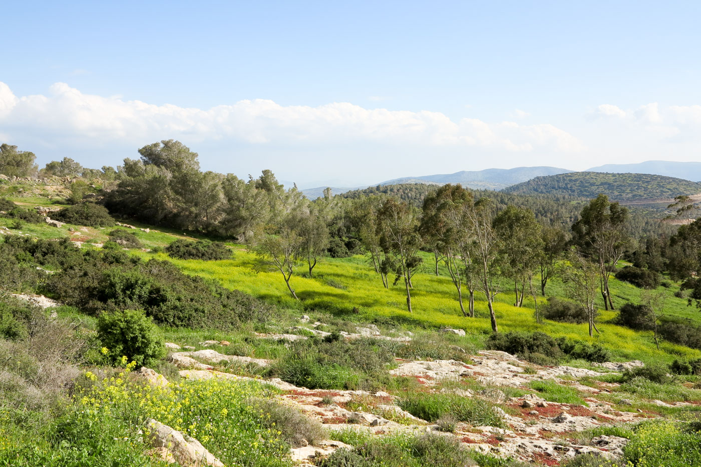 Горы Гильбоа, image of landscape/habitat.