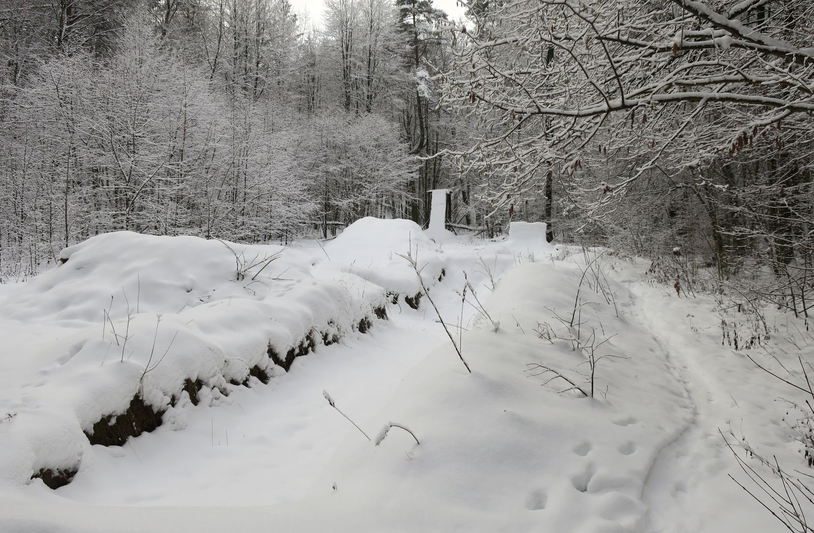 Лесопарк Пышки, image of landscape/habitat.