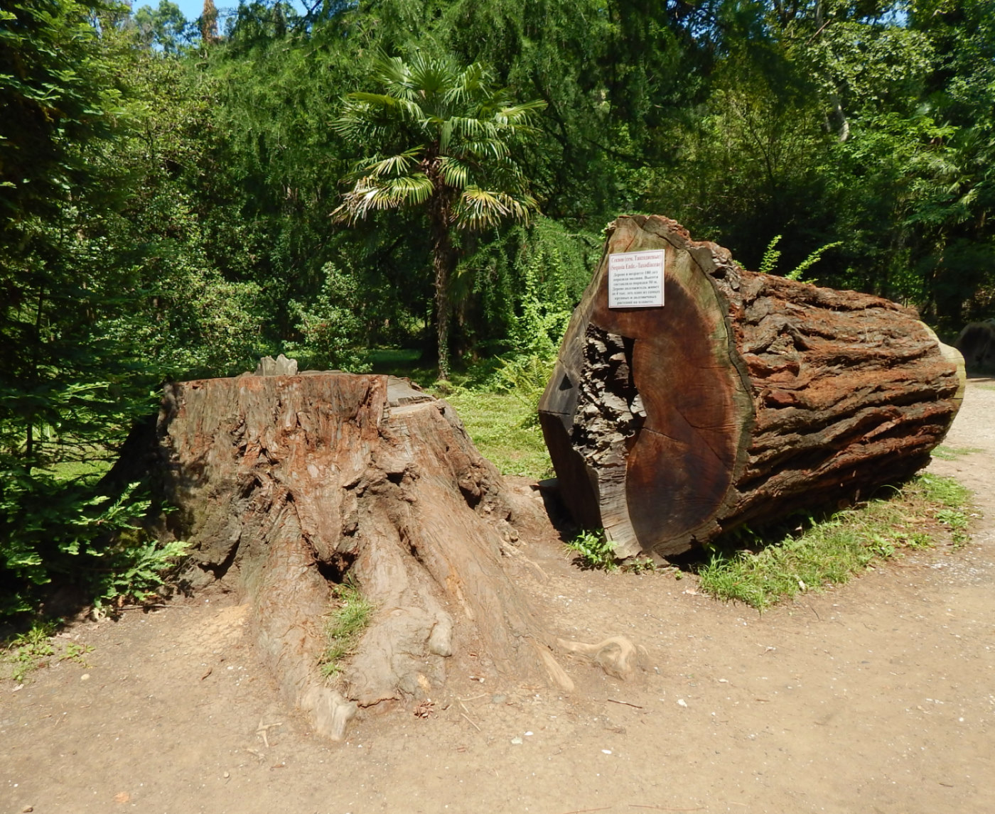 Сухумский ботанический сад, image of landscape/habitat.