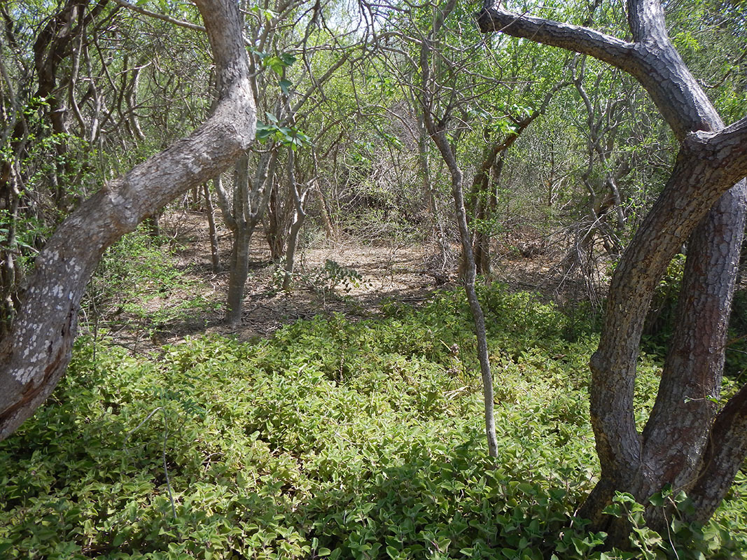 Арборетум «Д'Антсокай», image of landscape/habitat.