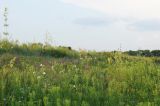 Image of landscape