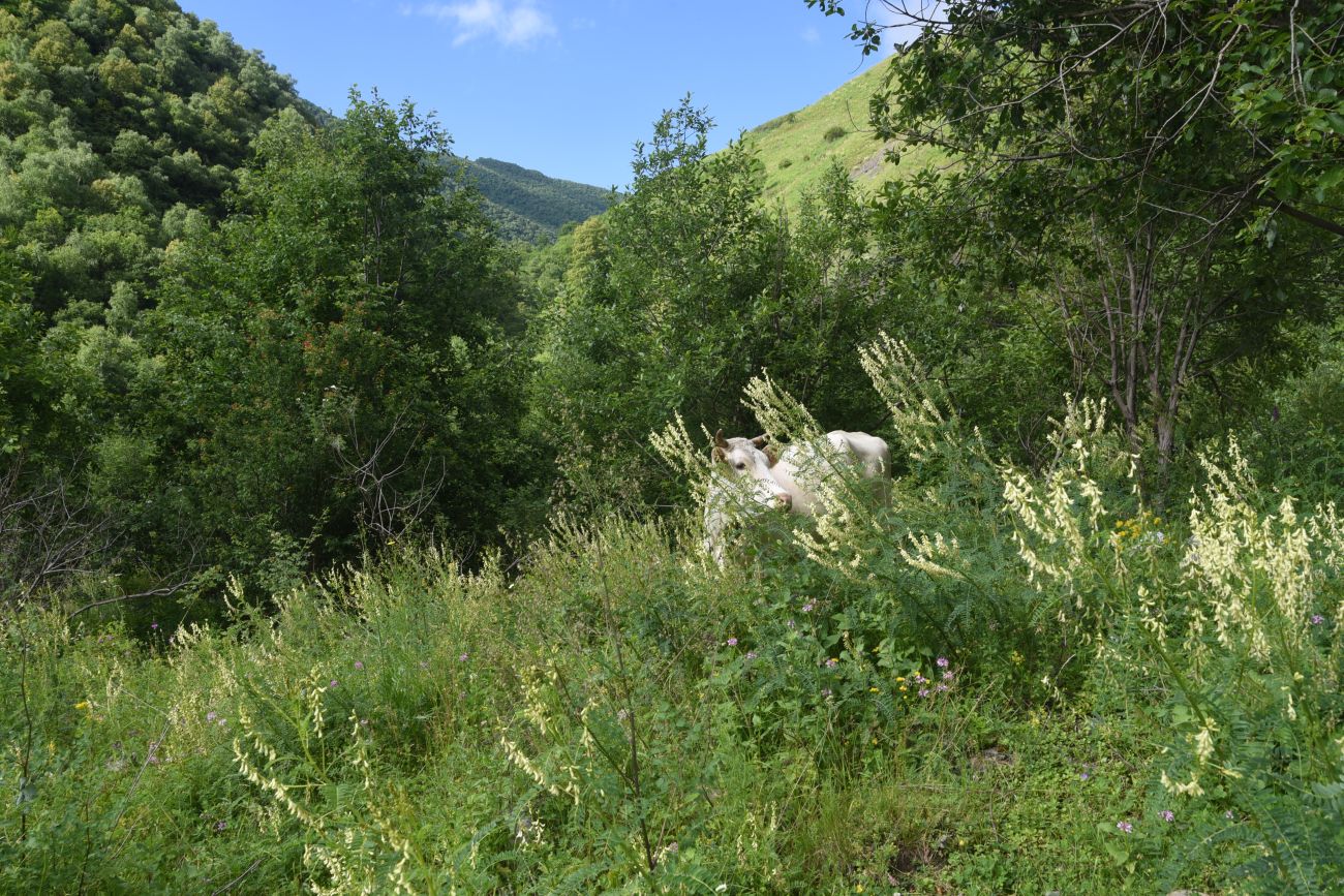 Дом Мансура, image of landscape/habitat.
