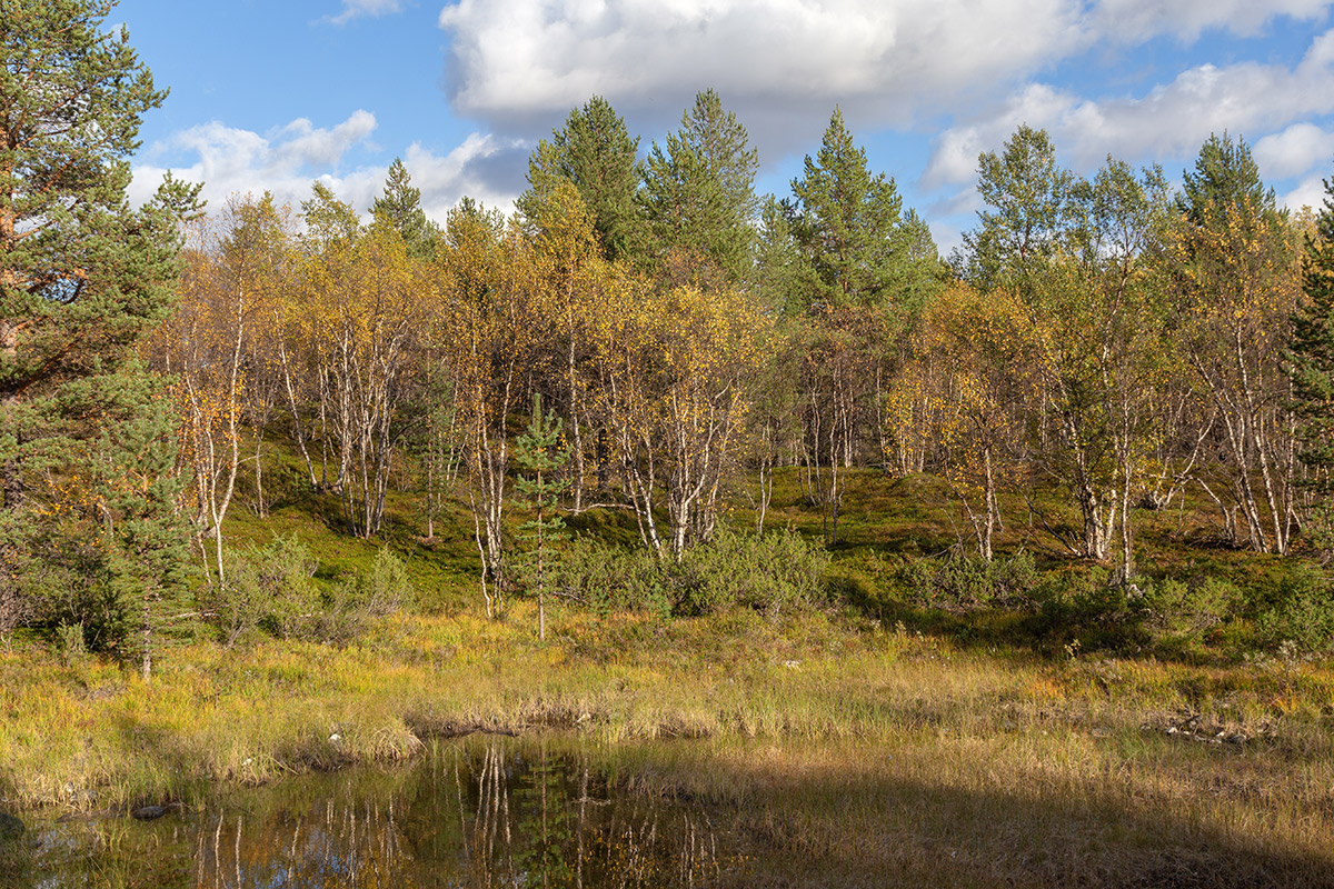 Река Ура, image of landscape/habitat.