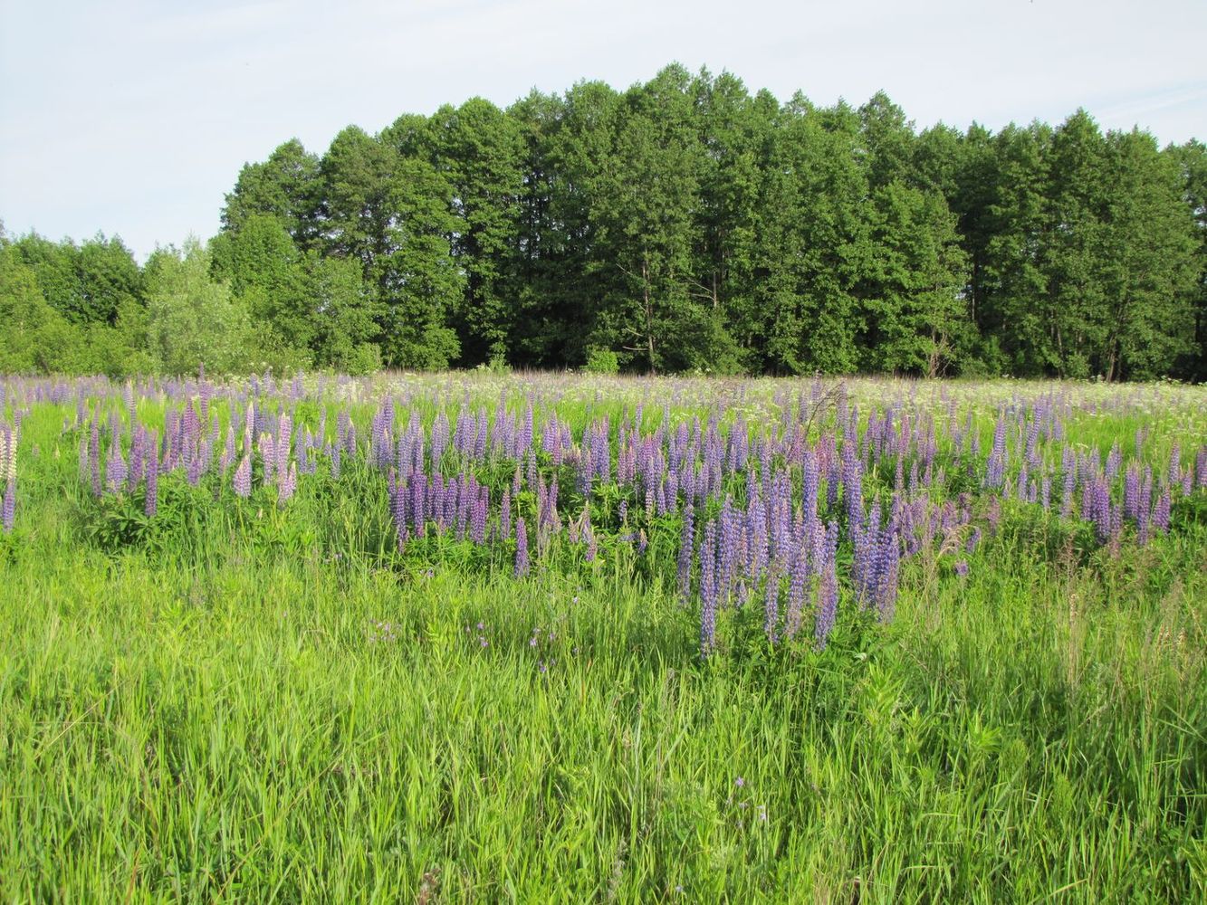 Старое Ратово, image of landscape/habitat.