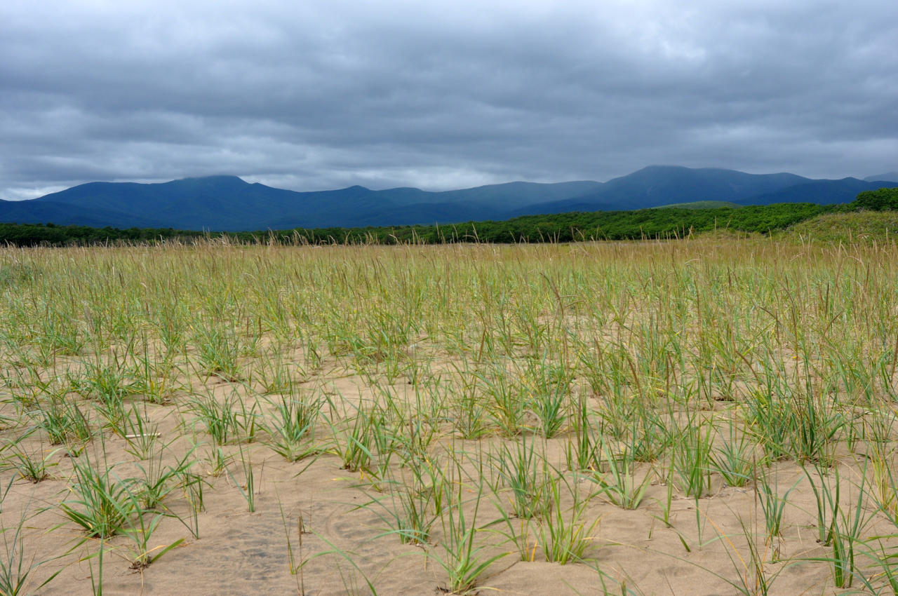 Бухта Голубичная, image of landscape/habitat.