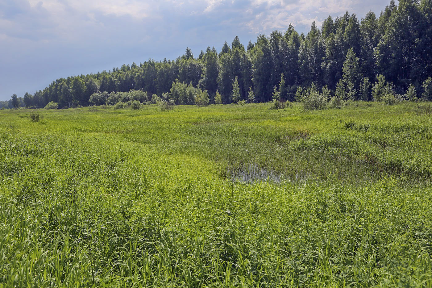 Закамск, image of landscape/habitat.