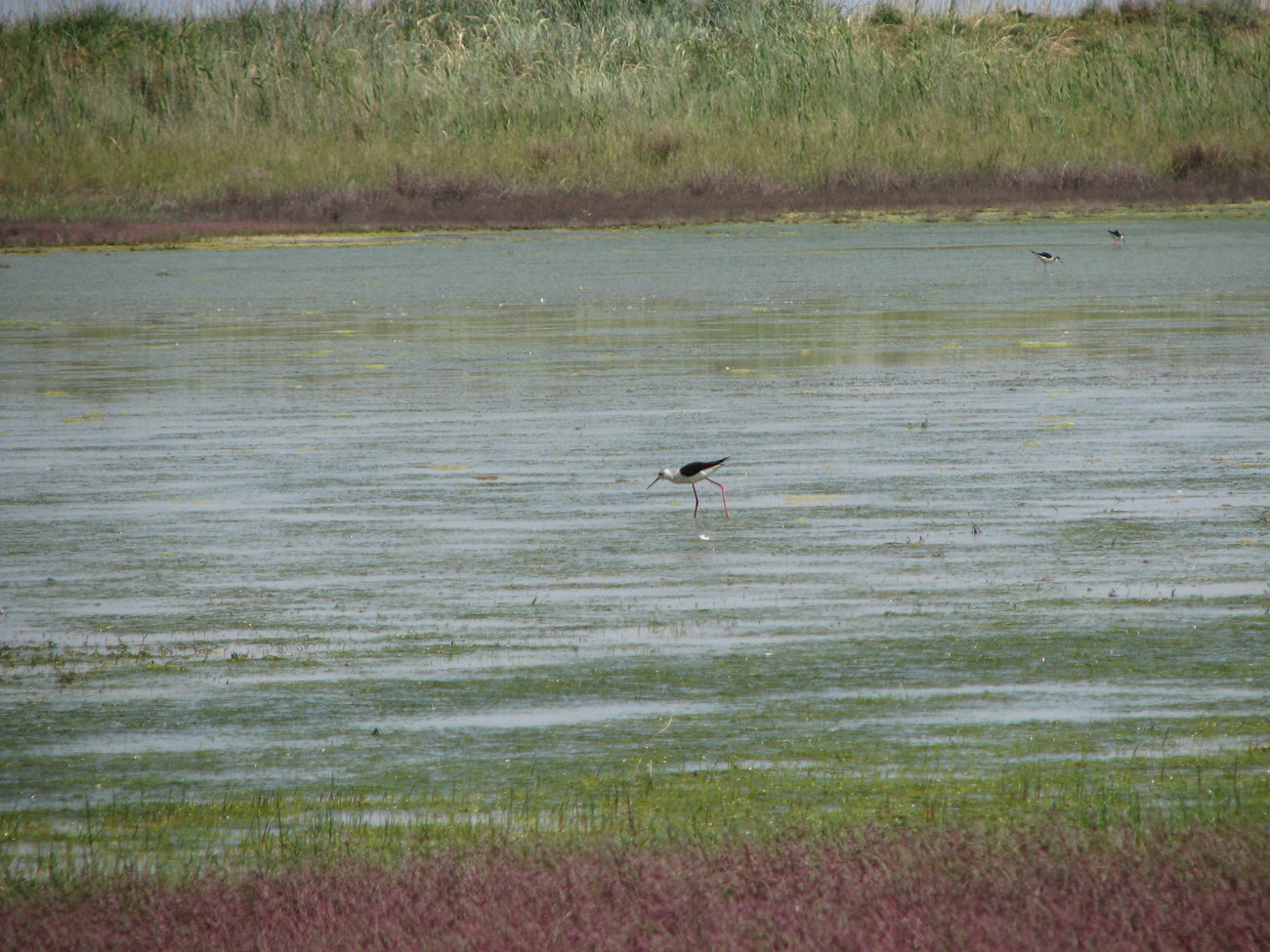 Озеро Чокрак, image of landscape/habitat.