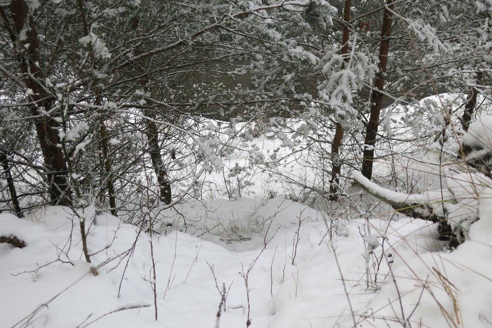 Лесопарк Пышки, image of landscape/habitat.