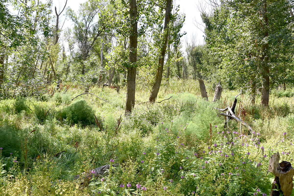 Остров Ильинский, image of landscape/habitat.