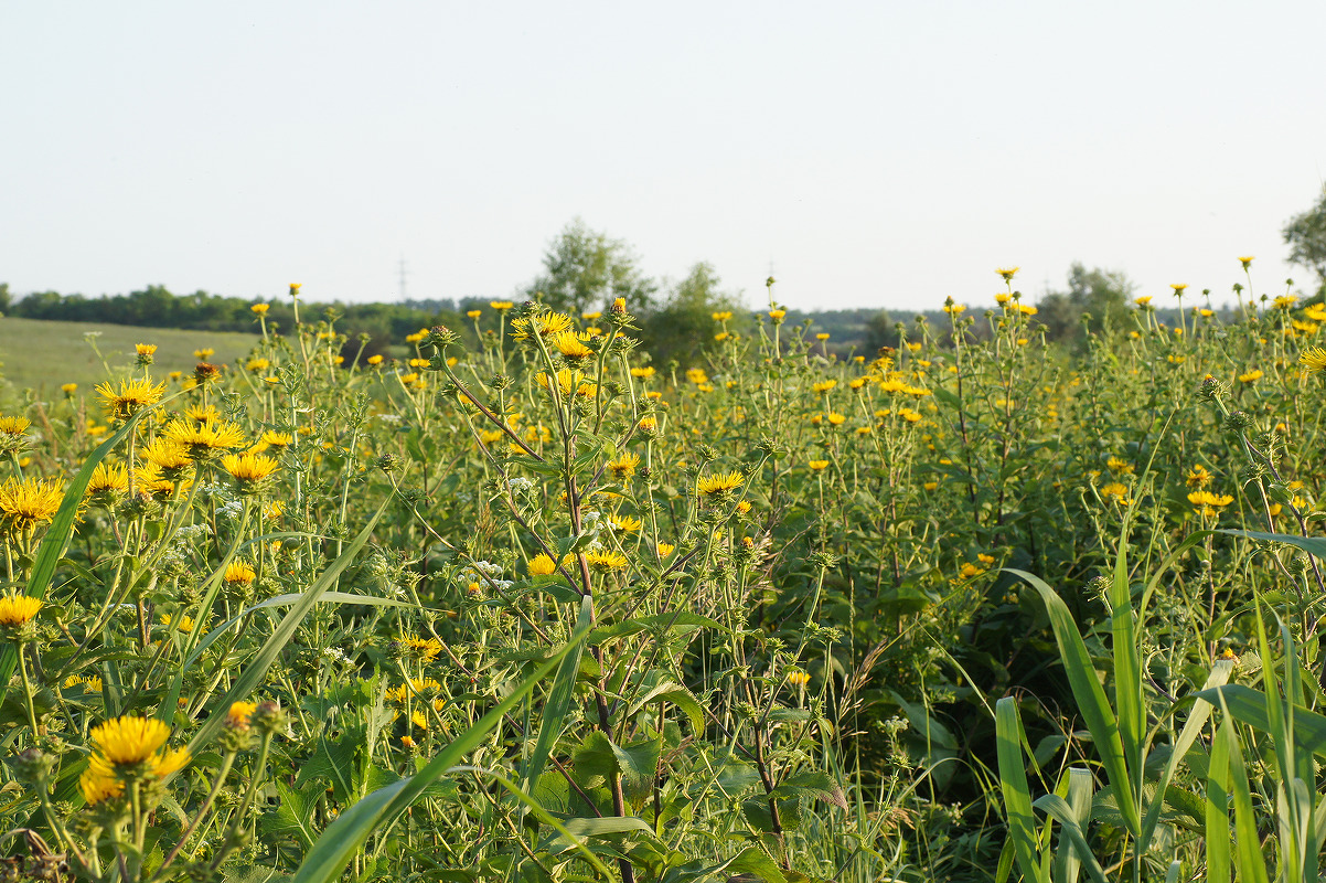 Балка Широкая, image of landscape/habitat.