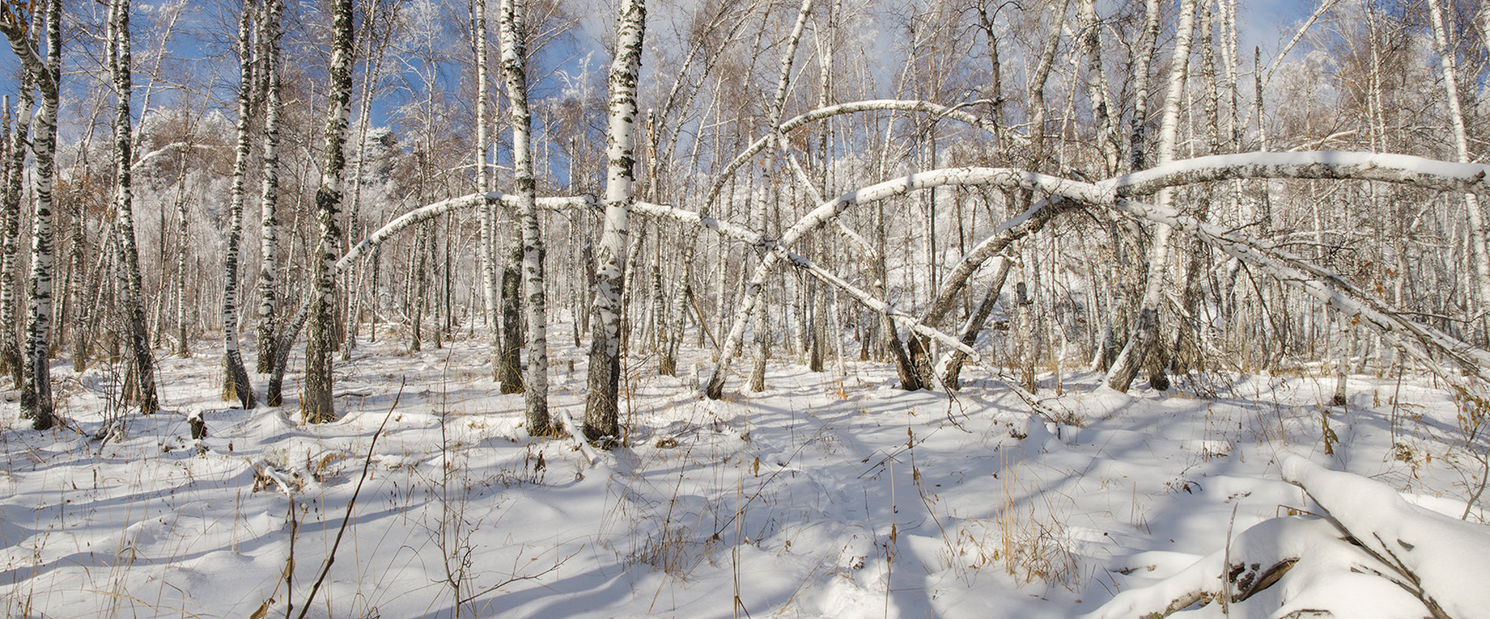 Окрестности Мусино, image of landscape/habitat.