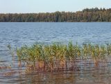 Озеро Глубокое, image of landscape/habitat.