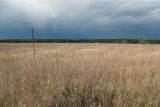 Долина р. Ока у д. Дракино, image of landscape/habitat.