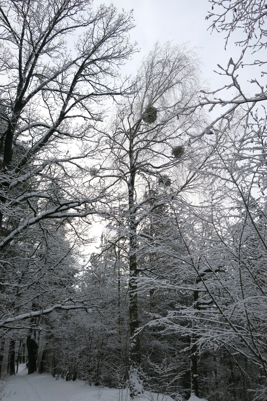 Лесопарк Пышки, изображение ландшафта.