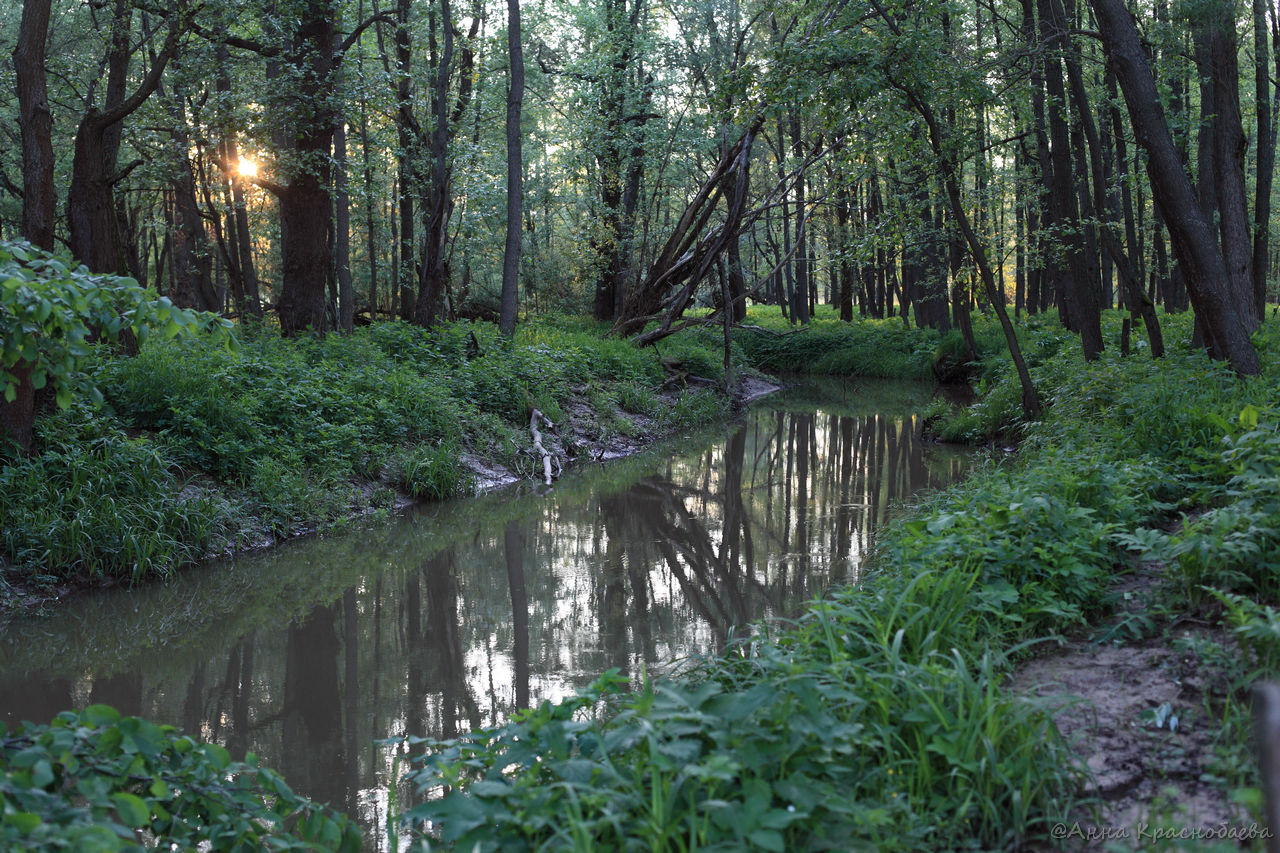 Дубна и окрестности, image of landscape/habitat.