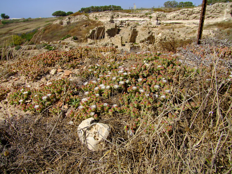 Высокий берег Средиземного моря, image of landscape/habitat.