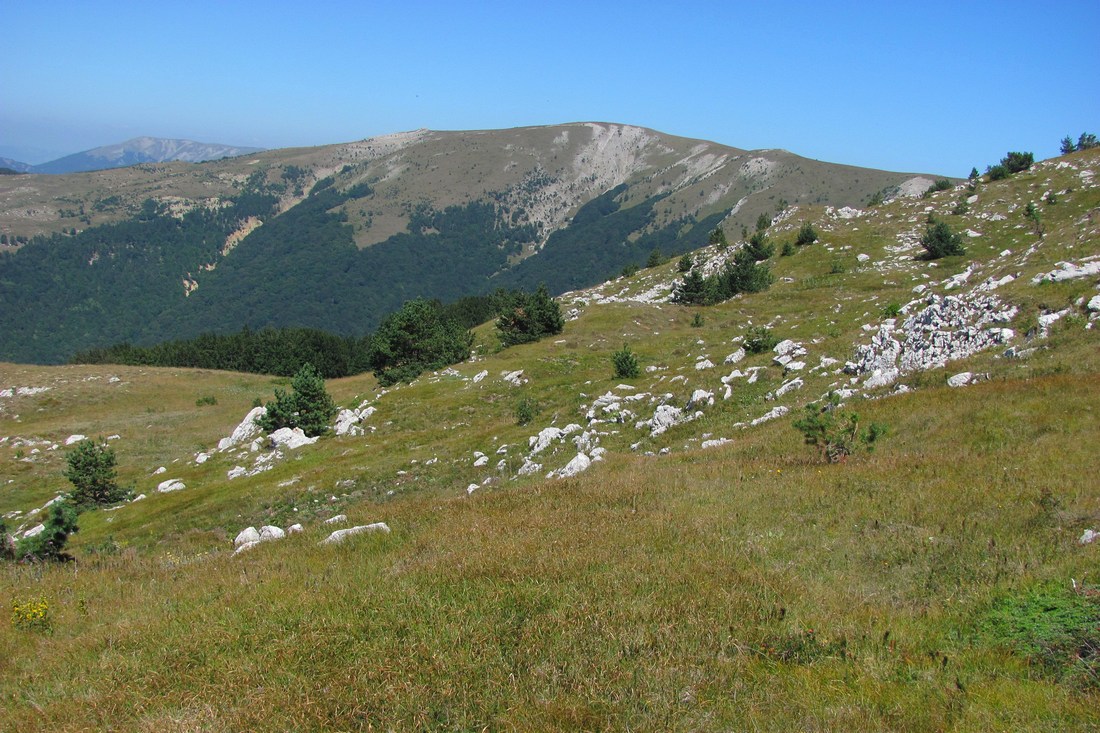 Ялтинская яйла, изображение ландшафта.