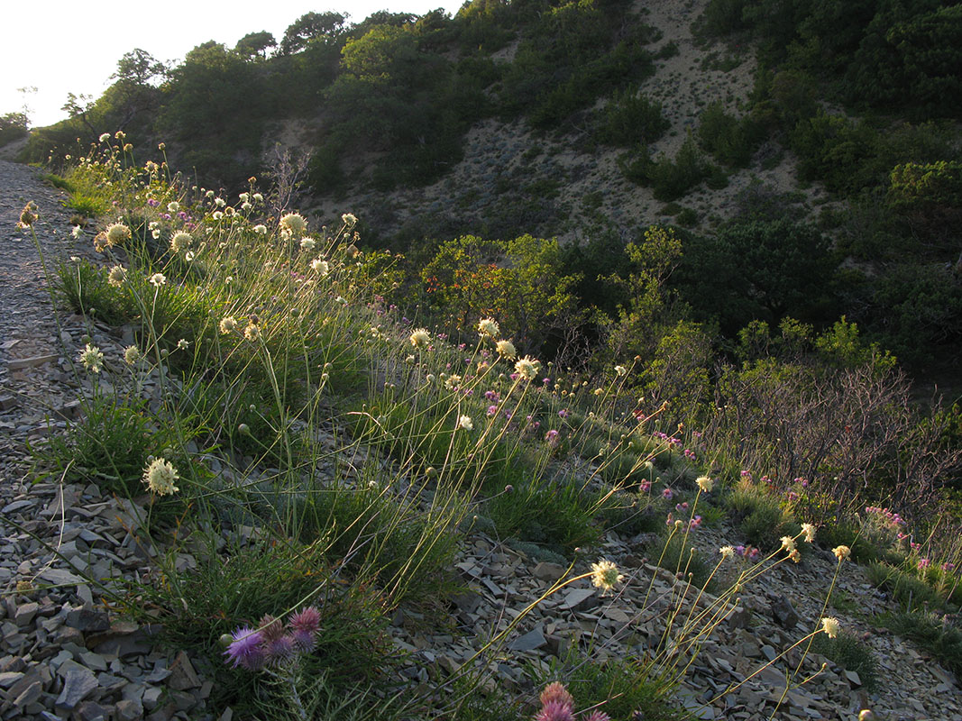 Большой Утриш, гора Солдатская, image of landscape/habitat.