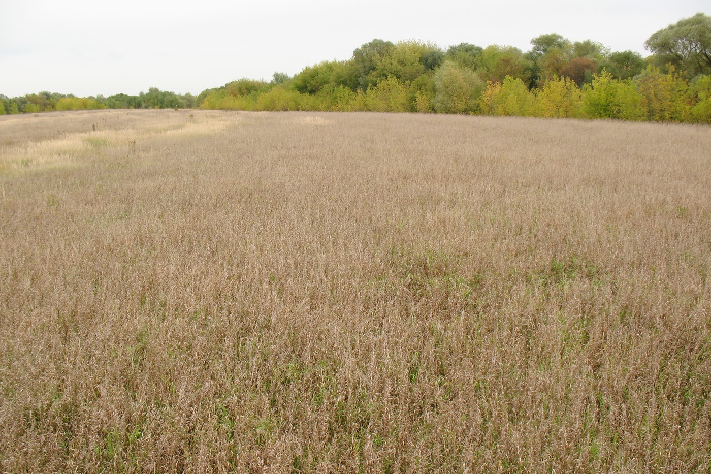 Долина р. Ока у д. Дракино, image of landscape/habitat.