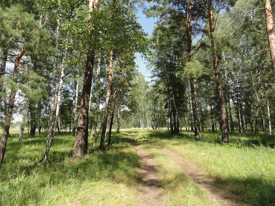 Караканский бор, image of landscape/habitat.