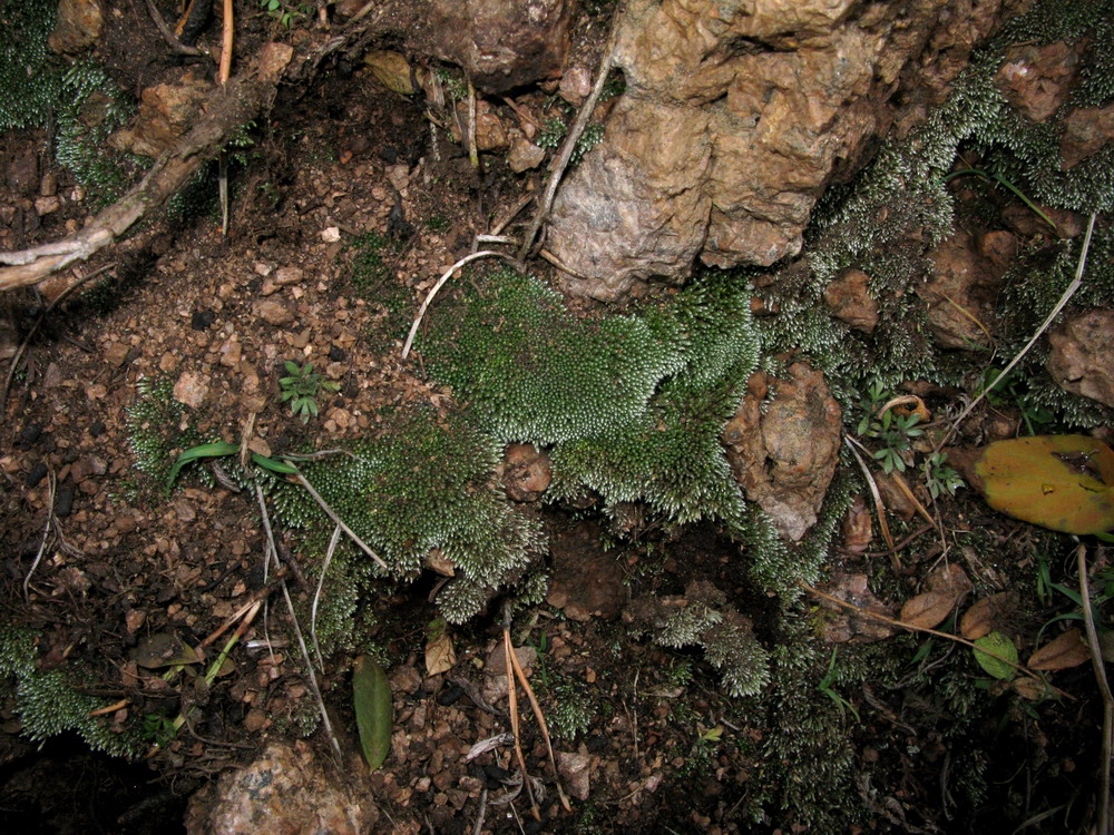 Такмак, image of landscape/habitat.