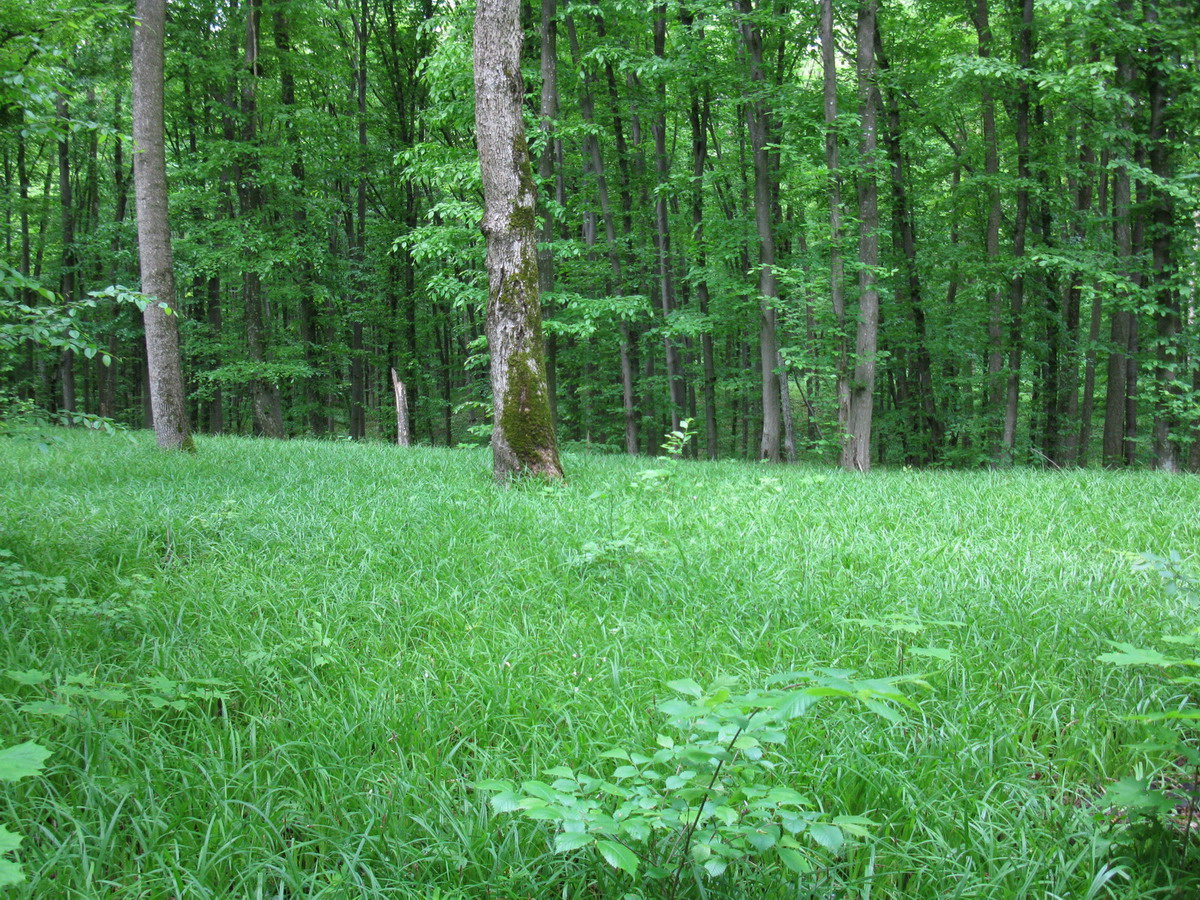 Снежки, image of landscape/habitat.