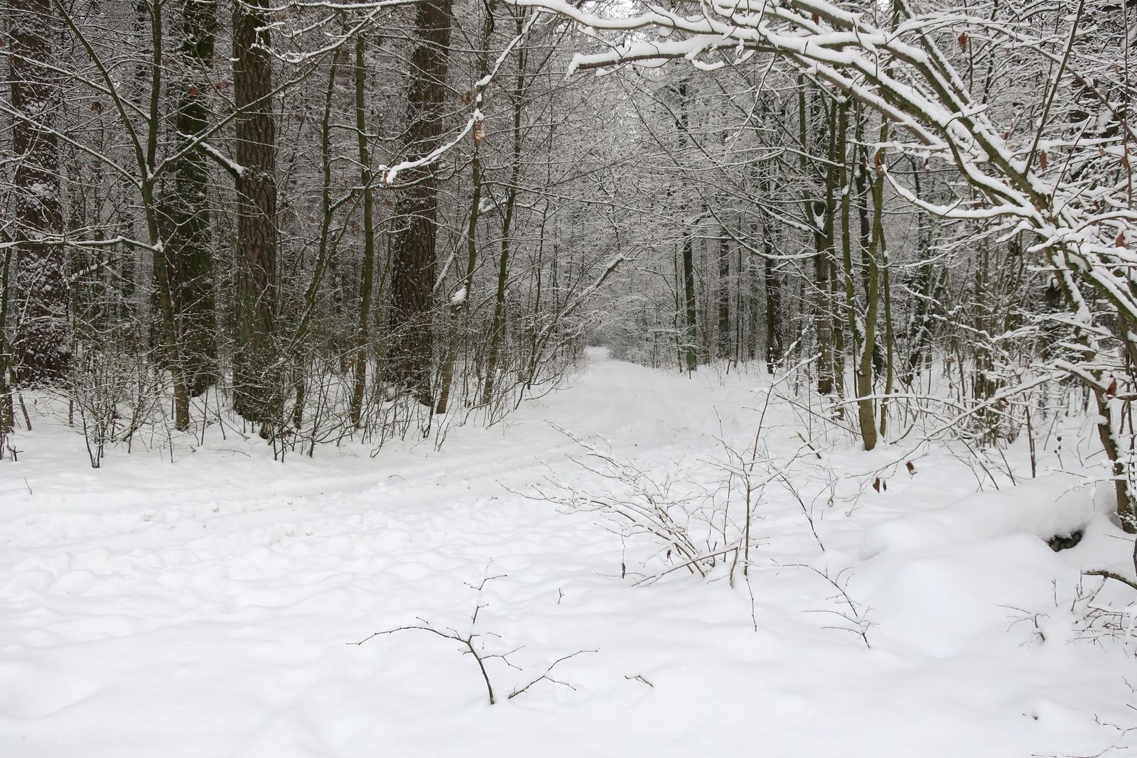 Лесопарк Пышки, image of landscape/habitat.