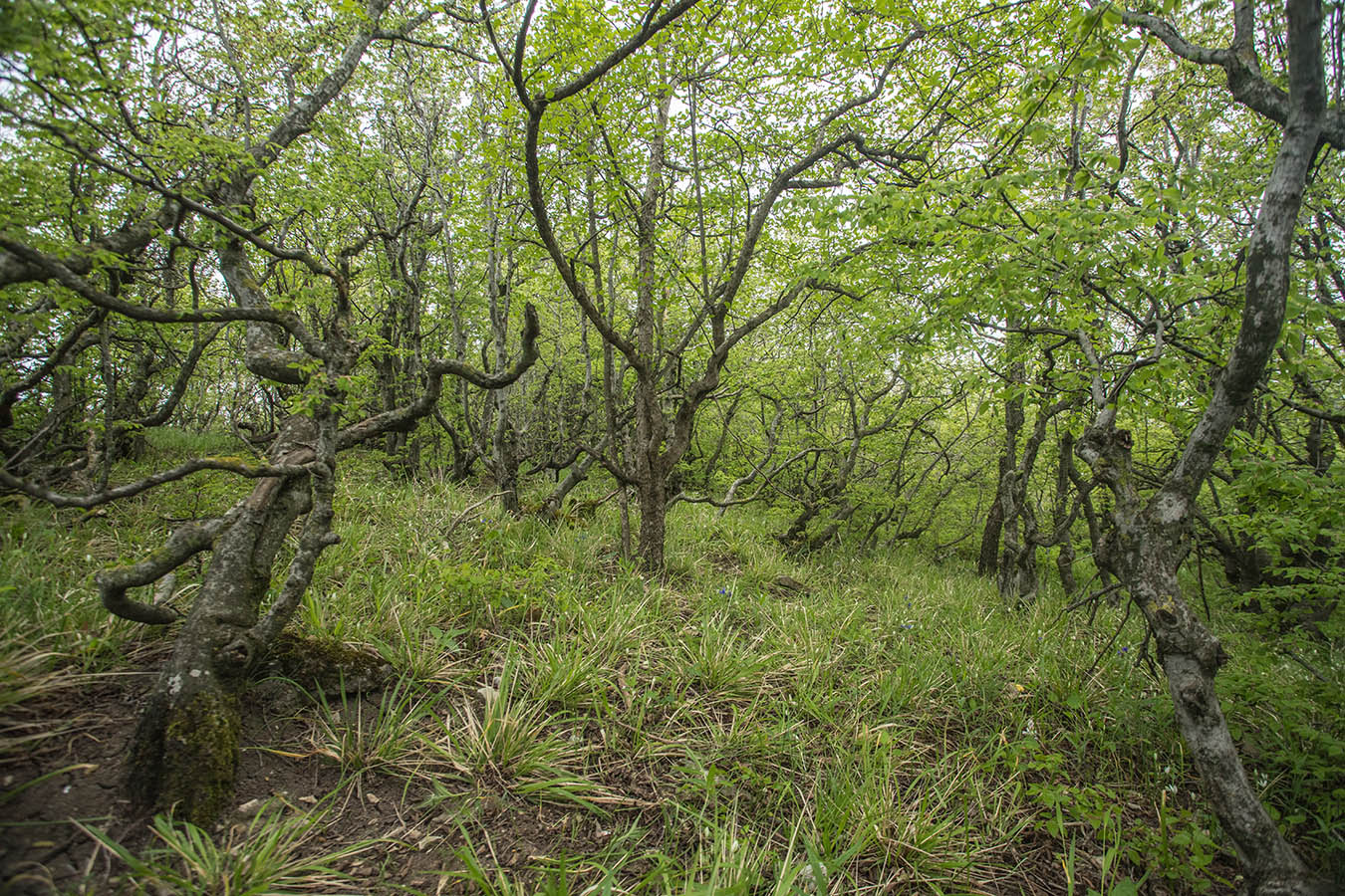 Окрестности мыса Шесхарис, image of landscape/habitat.