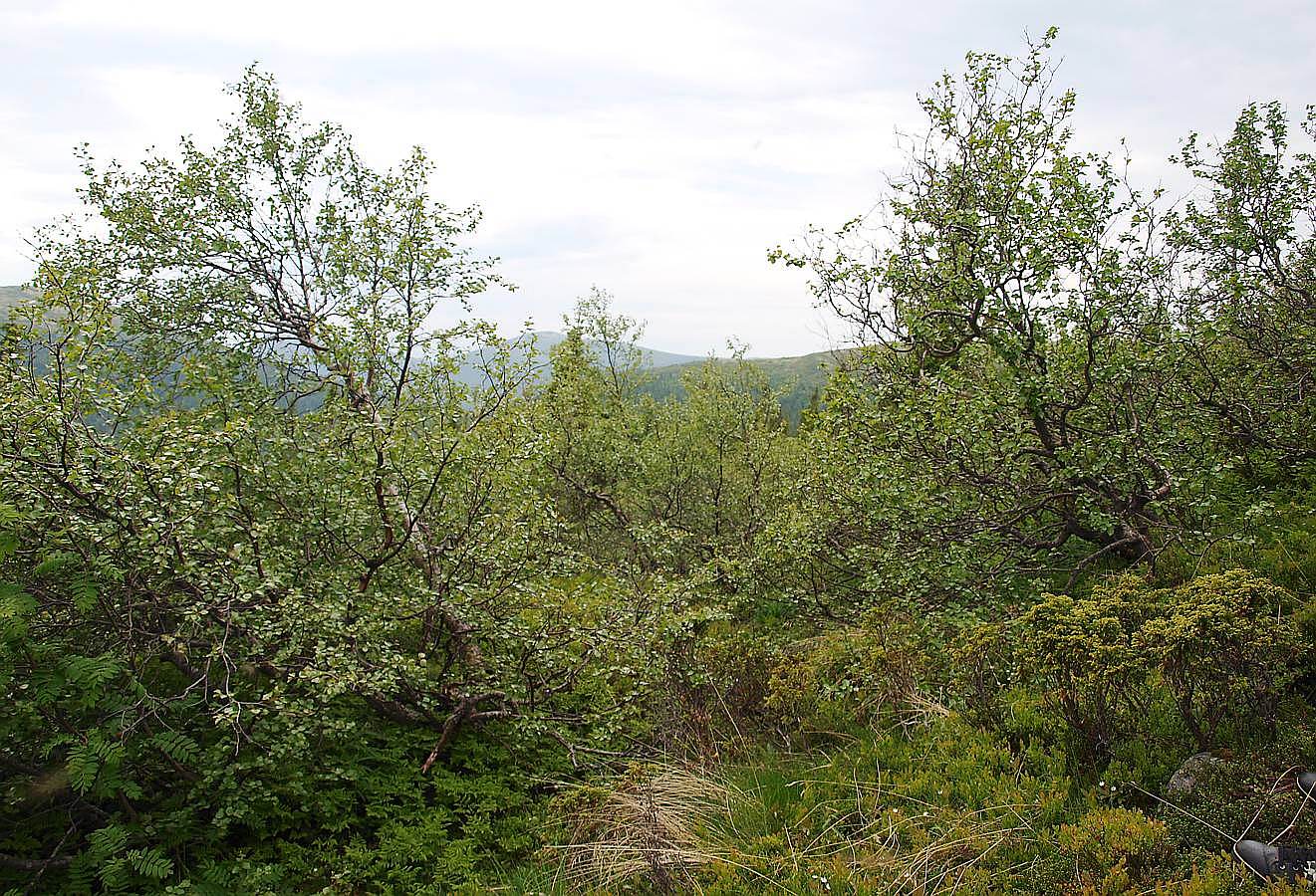 Лувеньгские Тундры, изображение ландшафта.