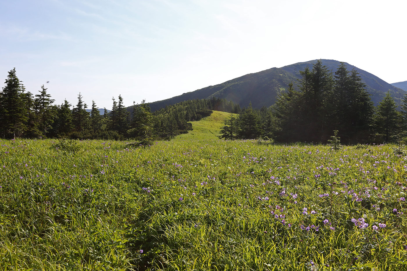 Гора Снежная, image of landscape/habitat.