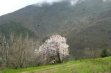 Аюдаг, image of landscape/habitat.