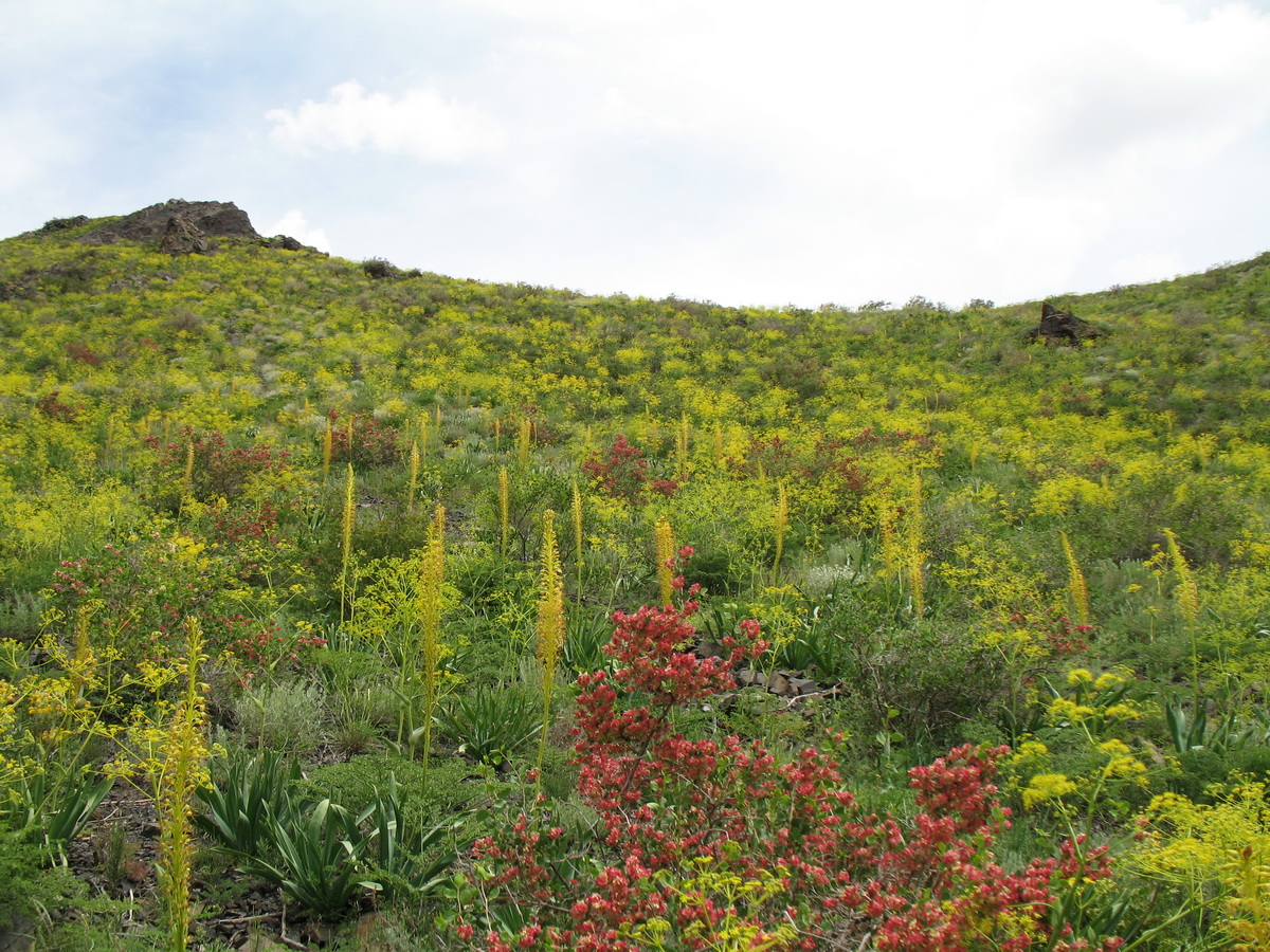 Перевал Кокпек, image of landscape/habitat.