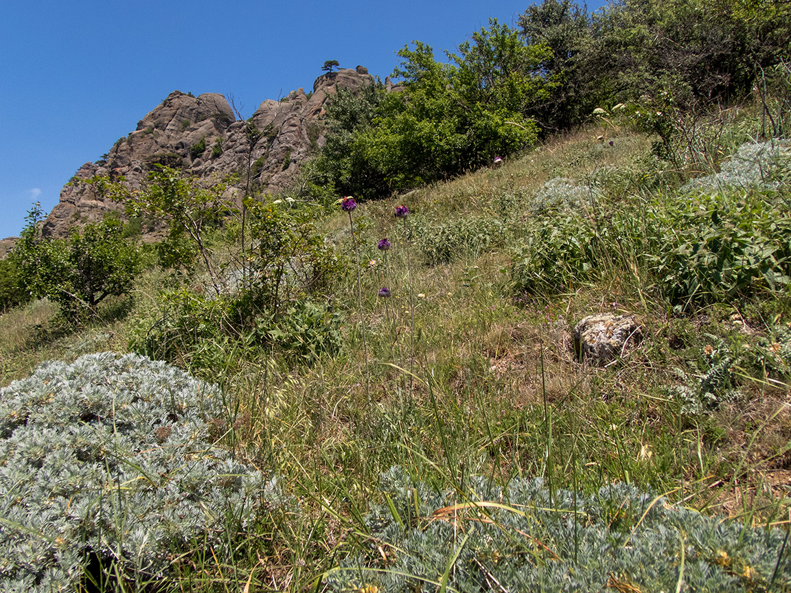 Южная Демерджи, image of landscape/habitat.