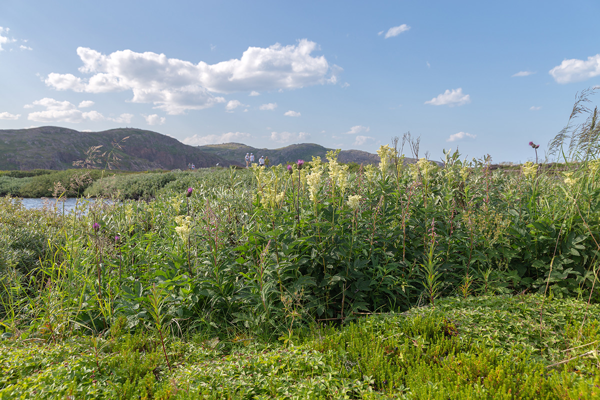 Териберка, image of landscape/habitat.