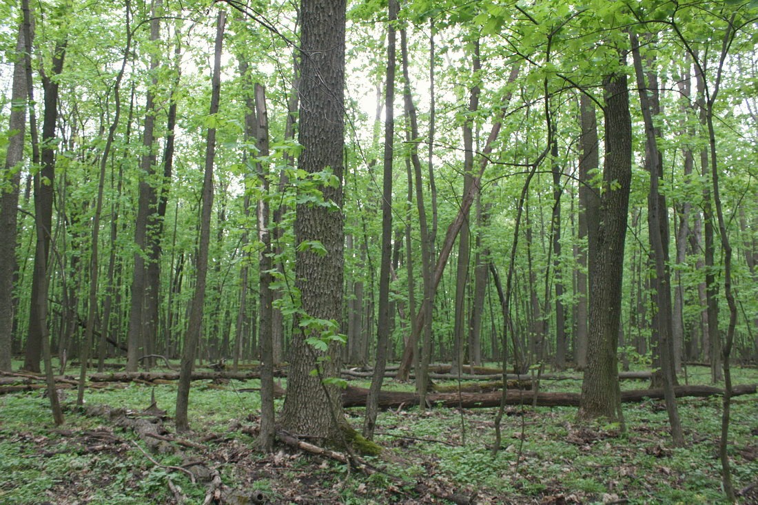 Дубрава "Лес на Ворскле", image of landscape/habitat.