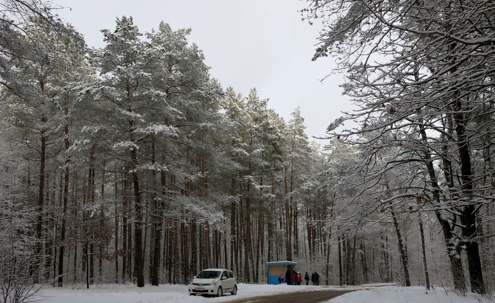 Лесопарк Пышки, image of landscape/habitat.