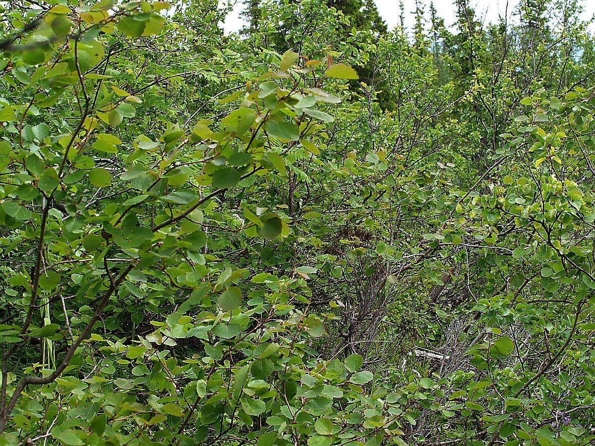 Лувеньгские Тундры, image of landscape/habitat.