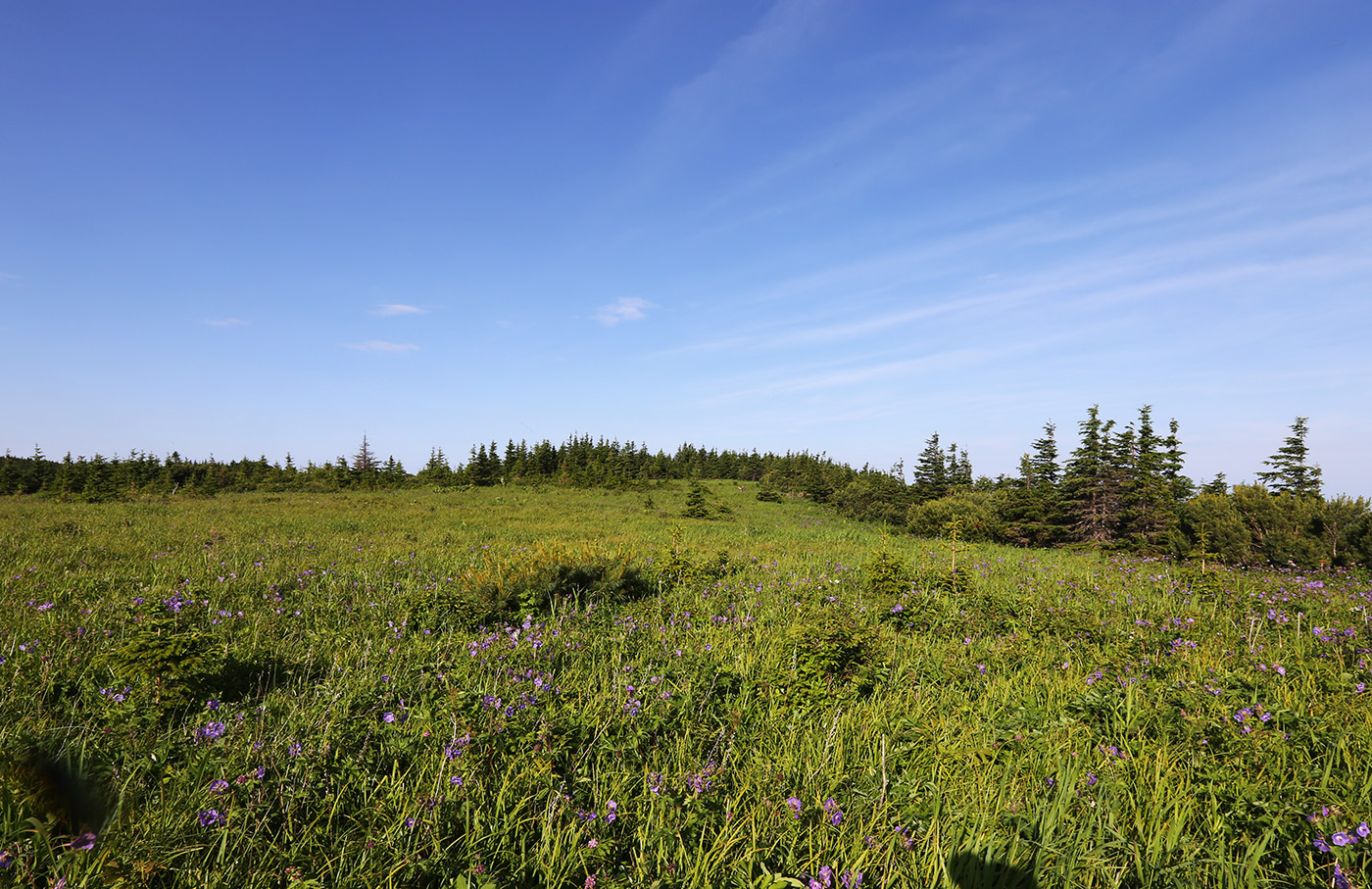 Гора Снежная, image of landscape/habitat.