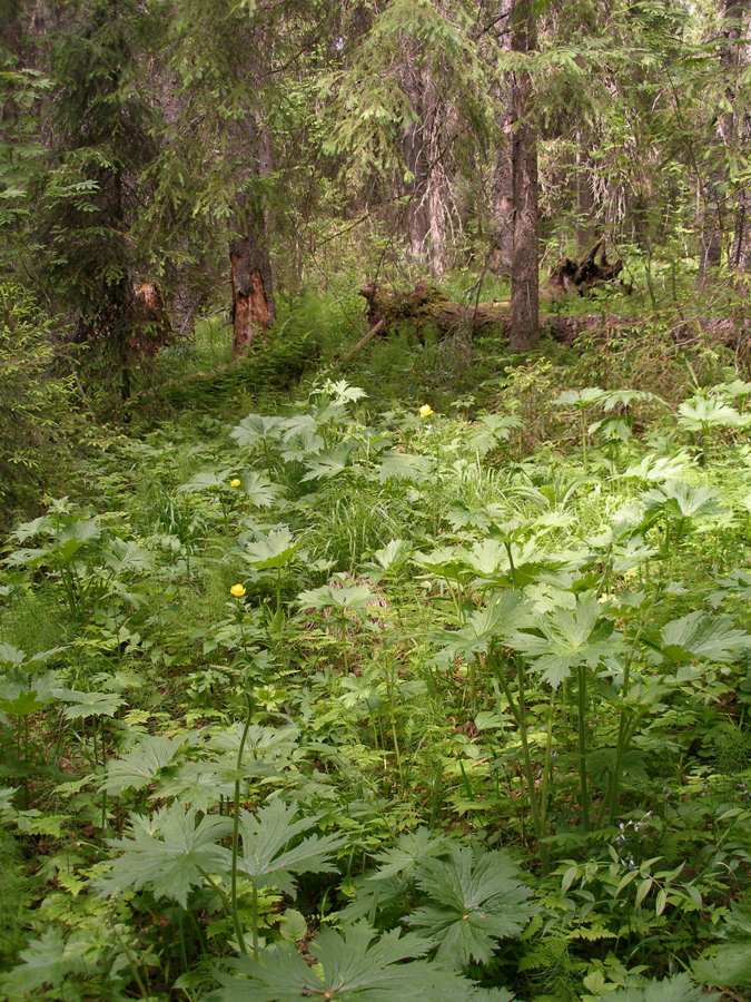 Атлека, image of landscape/habitat.