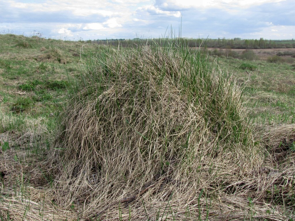 Каспля, image of landscape/habitat.