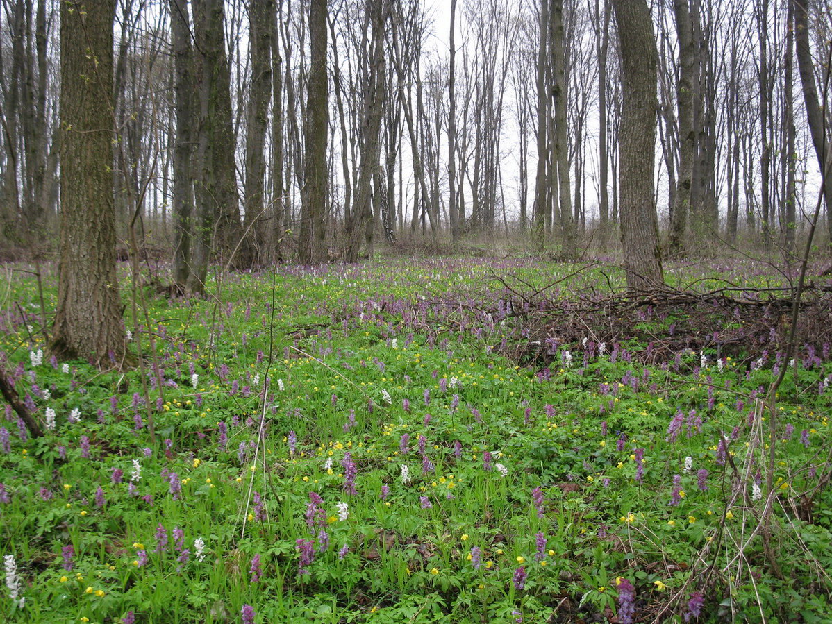 Снежки, image of landscape/habitat.