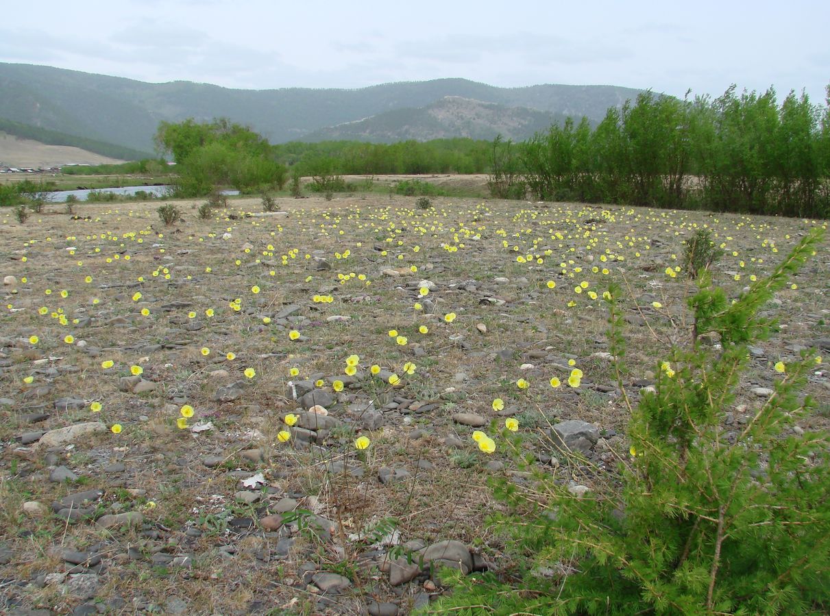 Большое Голоустное, image of landscape/habitat.