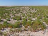 Остров возле Геническа, image of landscape/habitat.